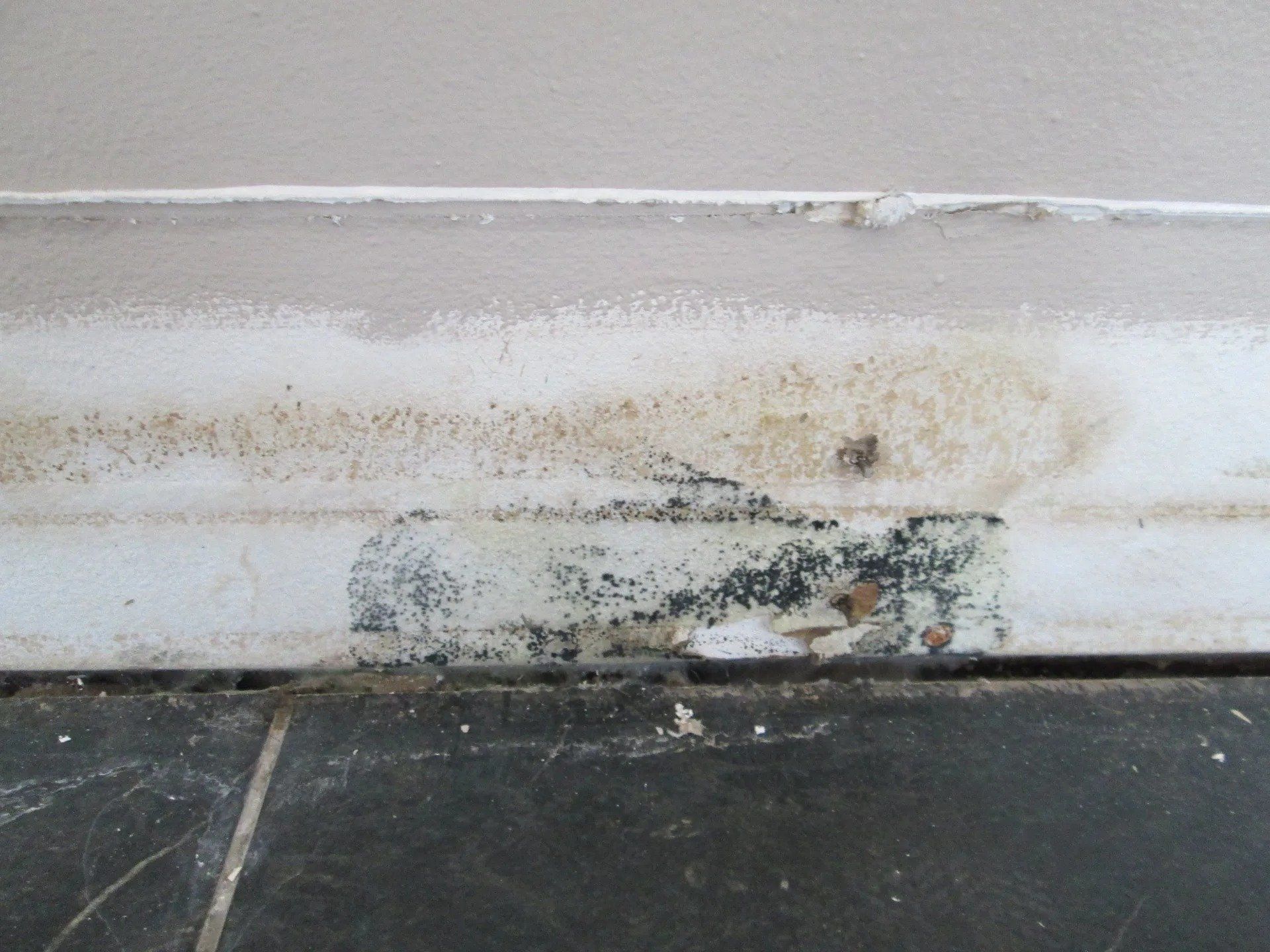 Mold infested wall