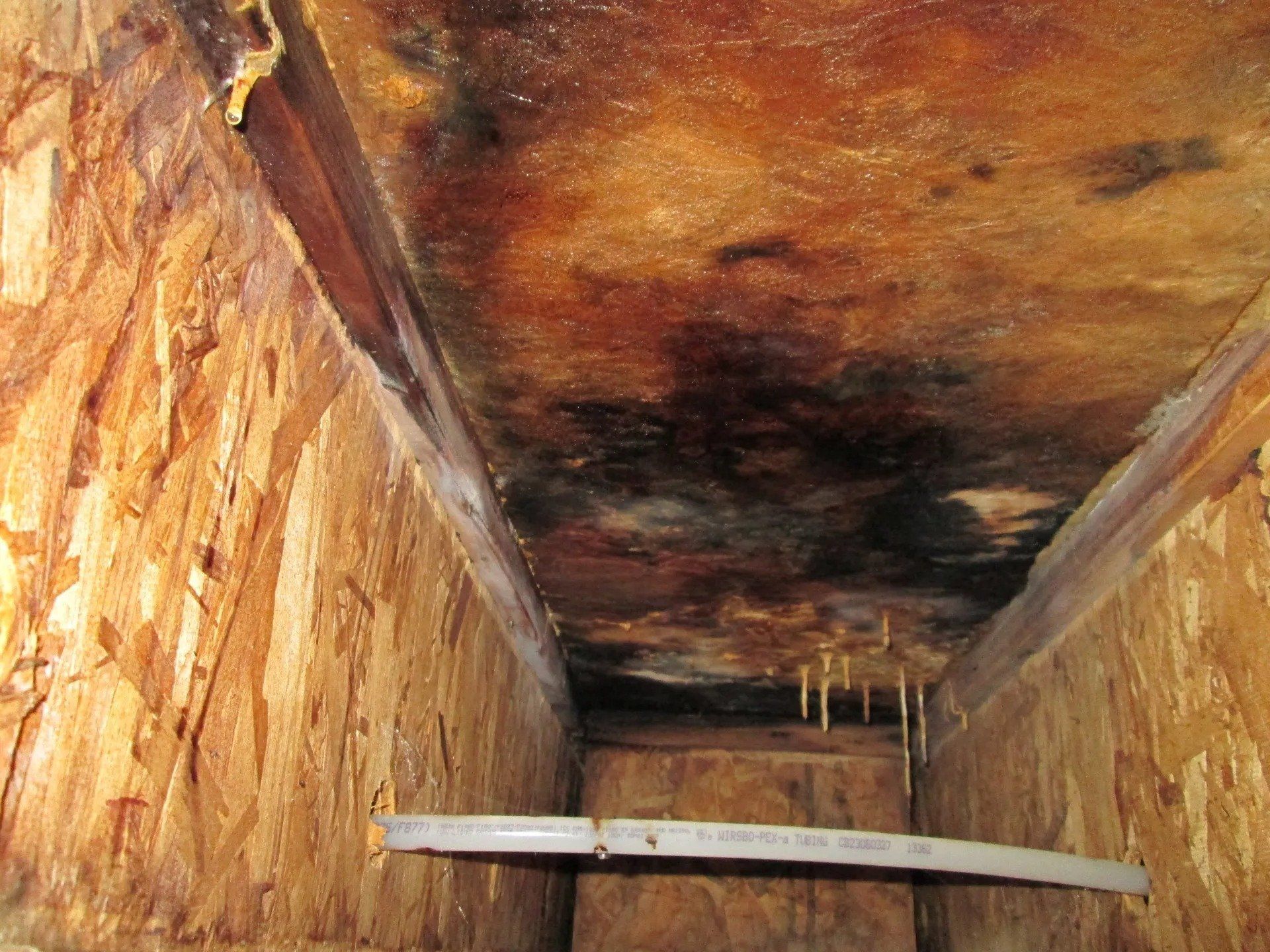 Mold infested ceiling