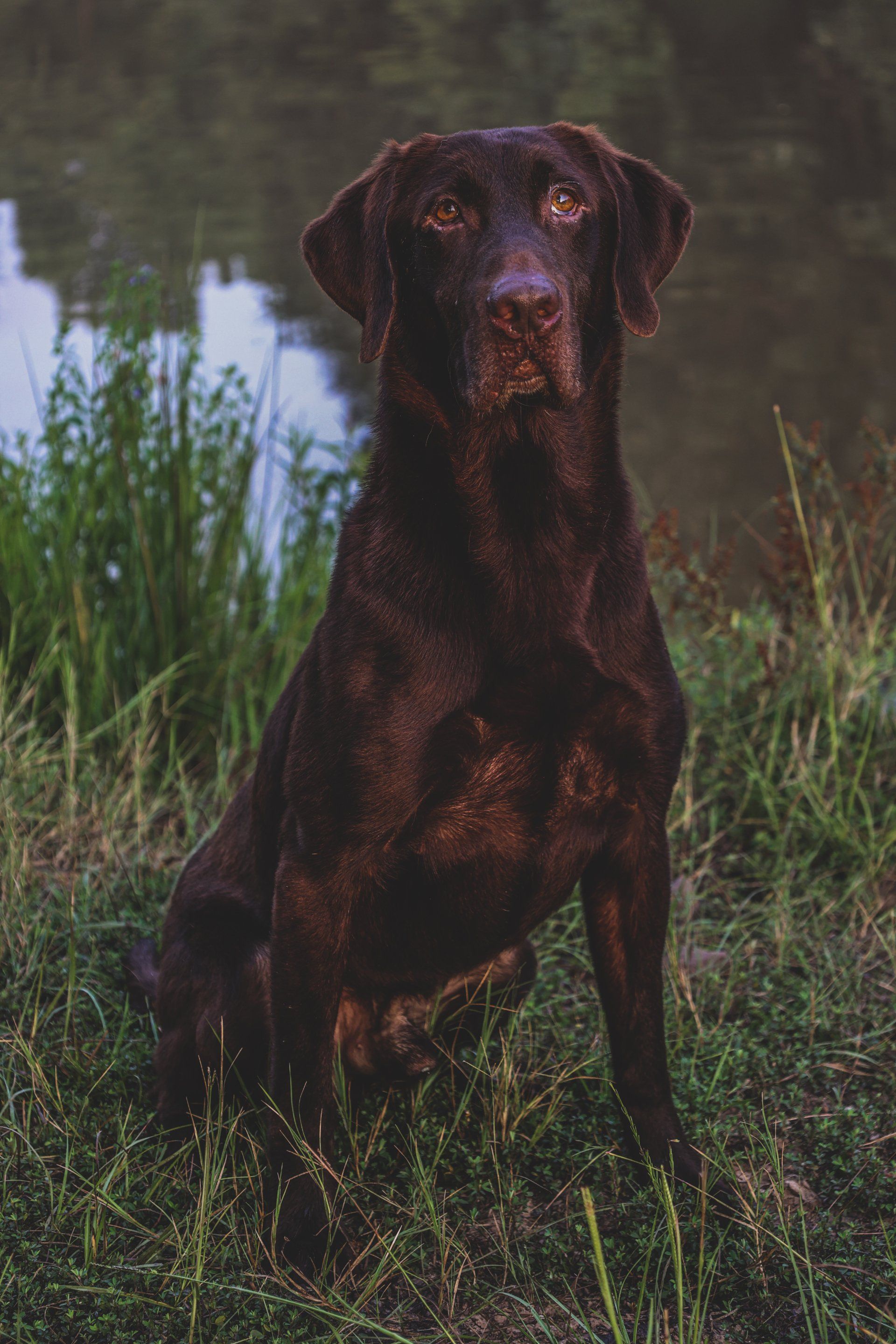 Stud Dogs East Texas Elite Kennels Gilmer TX