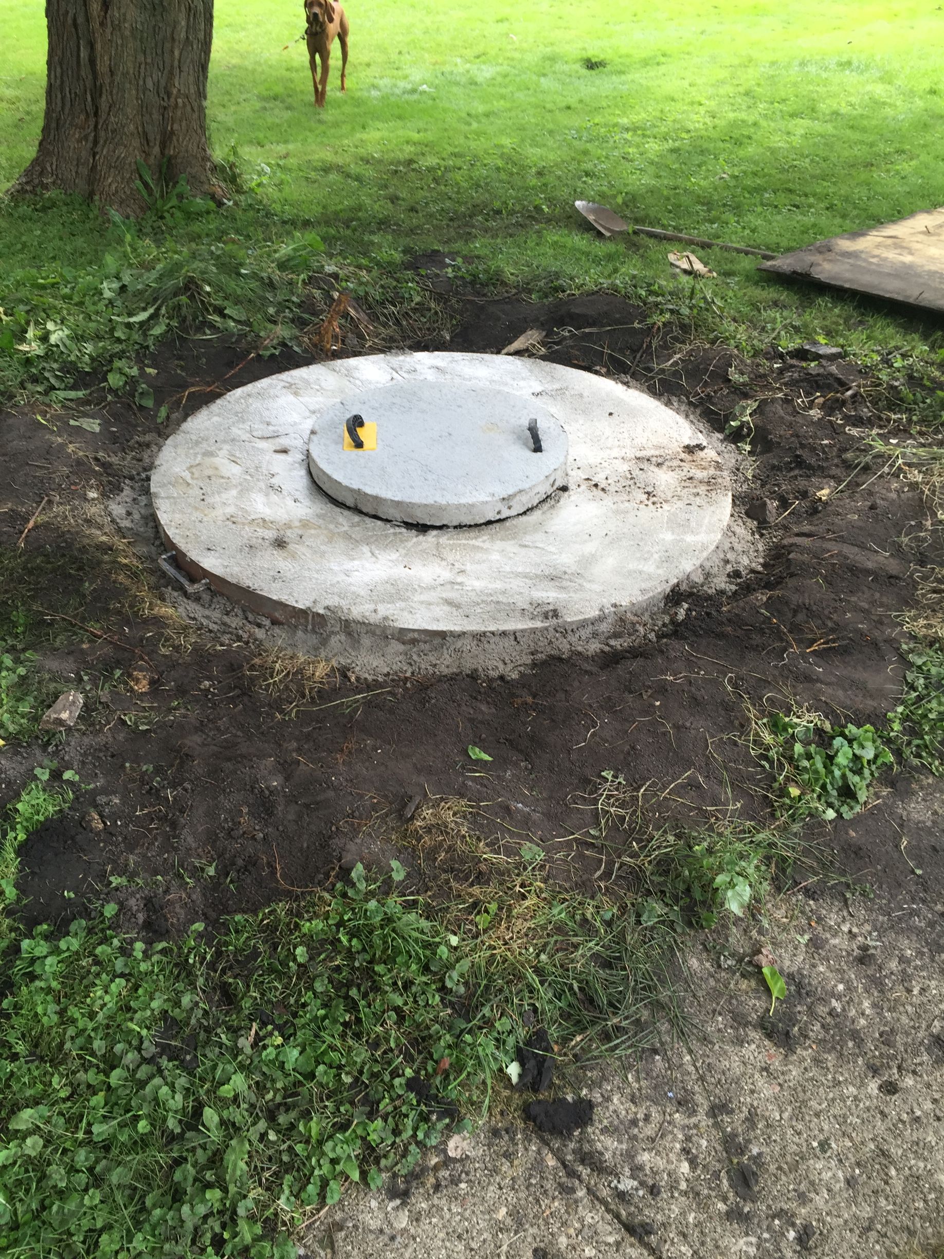 A concrete septic tank cover sits in a dug-out area of a grassy yard near a tree, with a small dog visible in the background.