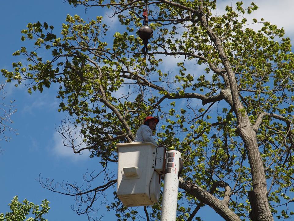 Northeast Tree Service LLC Photo Gallery Stratford, CT