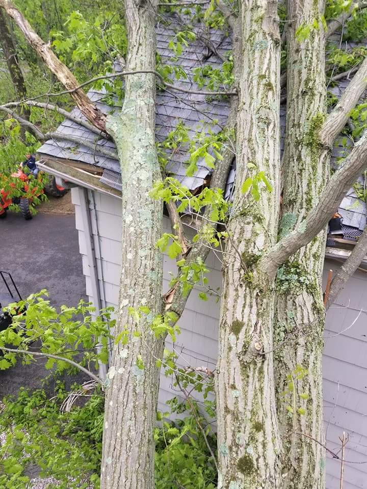 Northeast Tree Service LLC Photo Gallery Stratford, CT