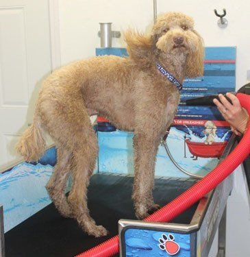 Dog grooming