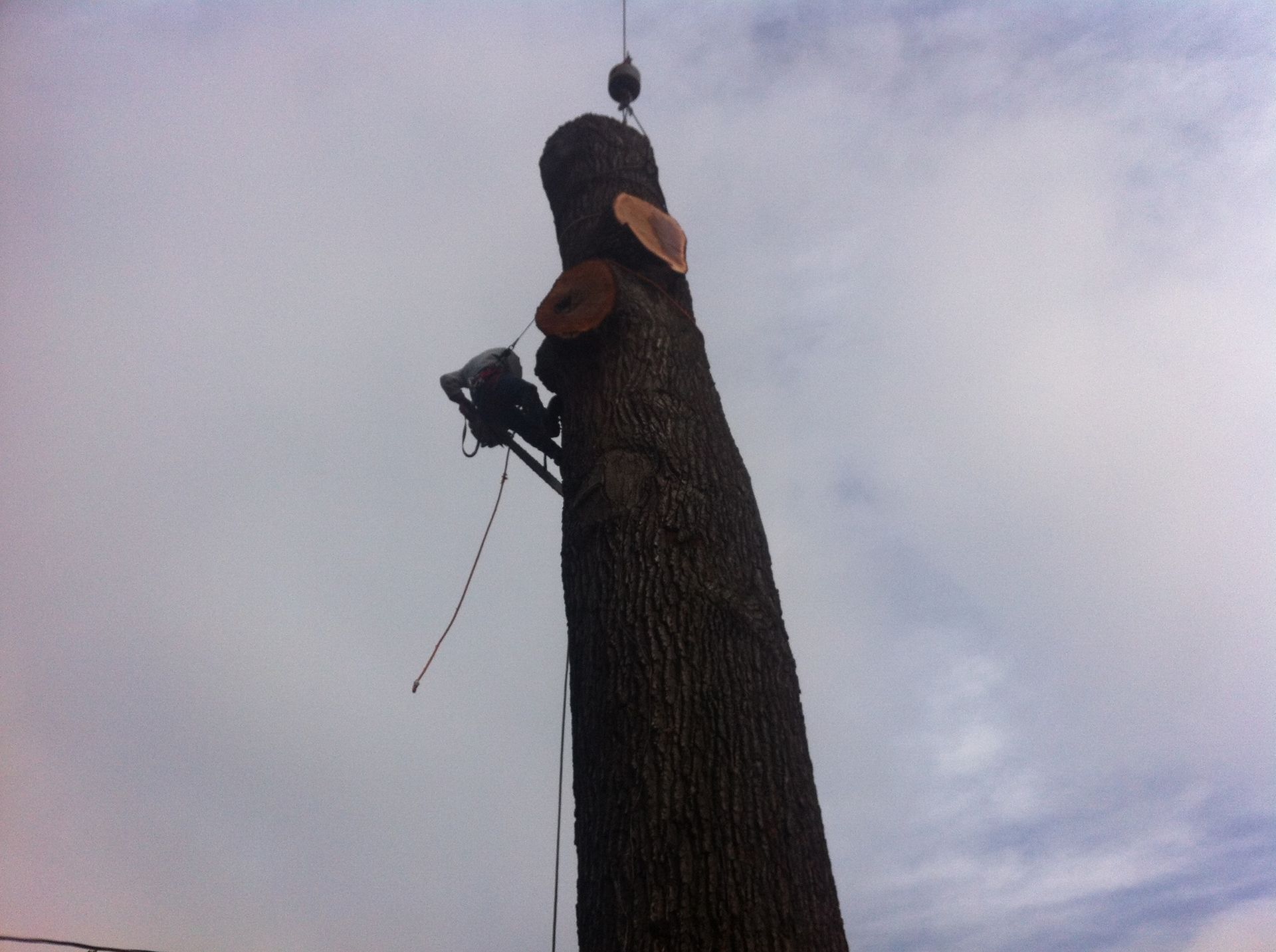 A large tree with a crane attached to it