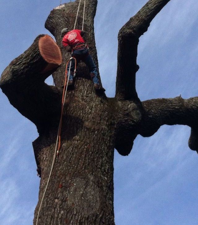 A man in a red shirt is climbing up a tree