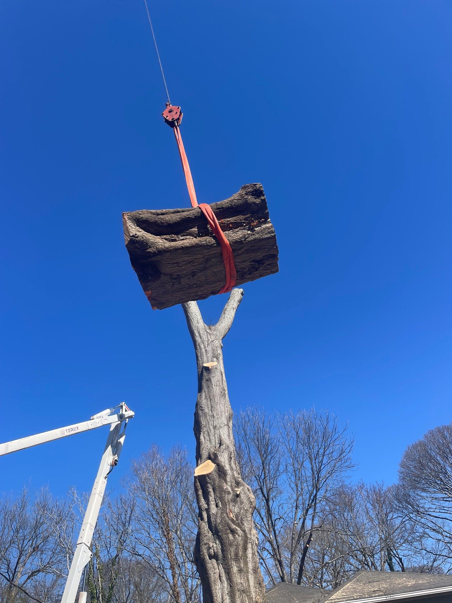 A large log is being lifted from a tree by a crane.