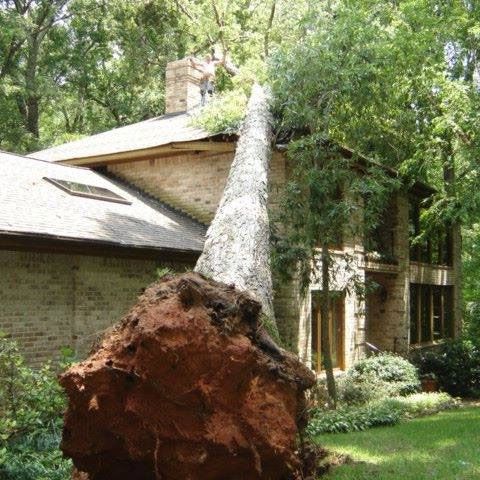 A tree that has fallen in front of a house
