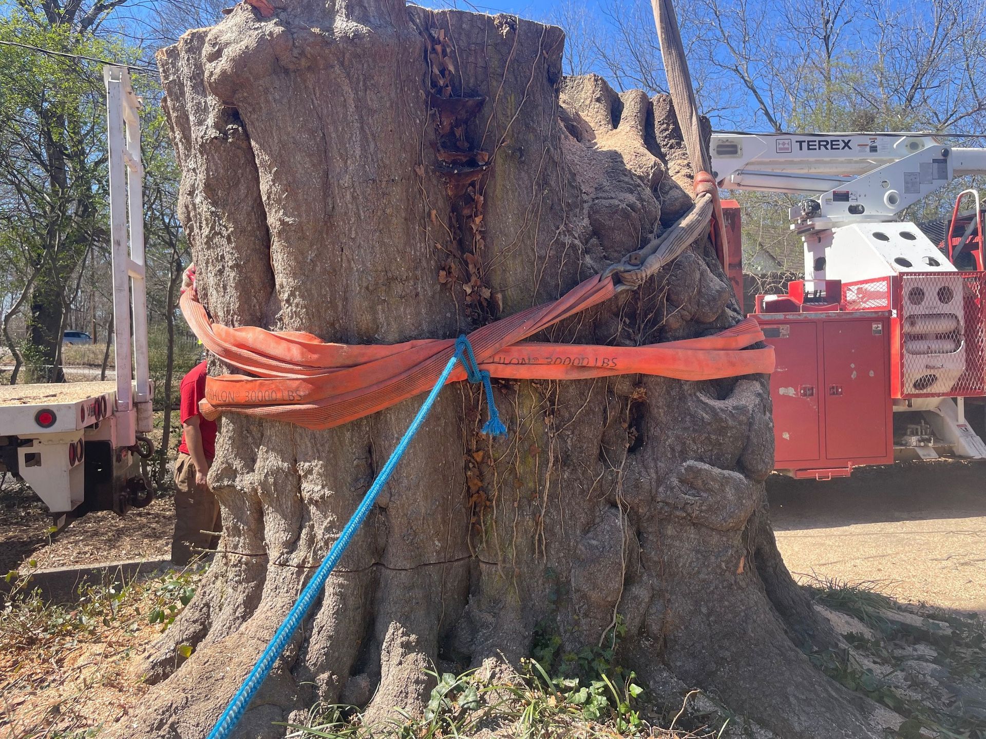 A large tree stump is tied to a truck with a blue rope.