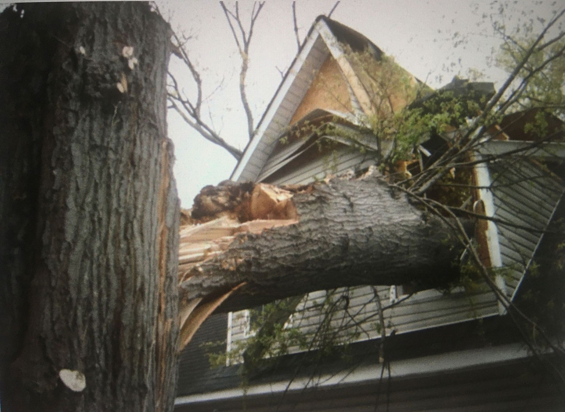 A tree that has fallen on top of a house