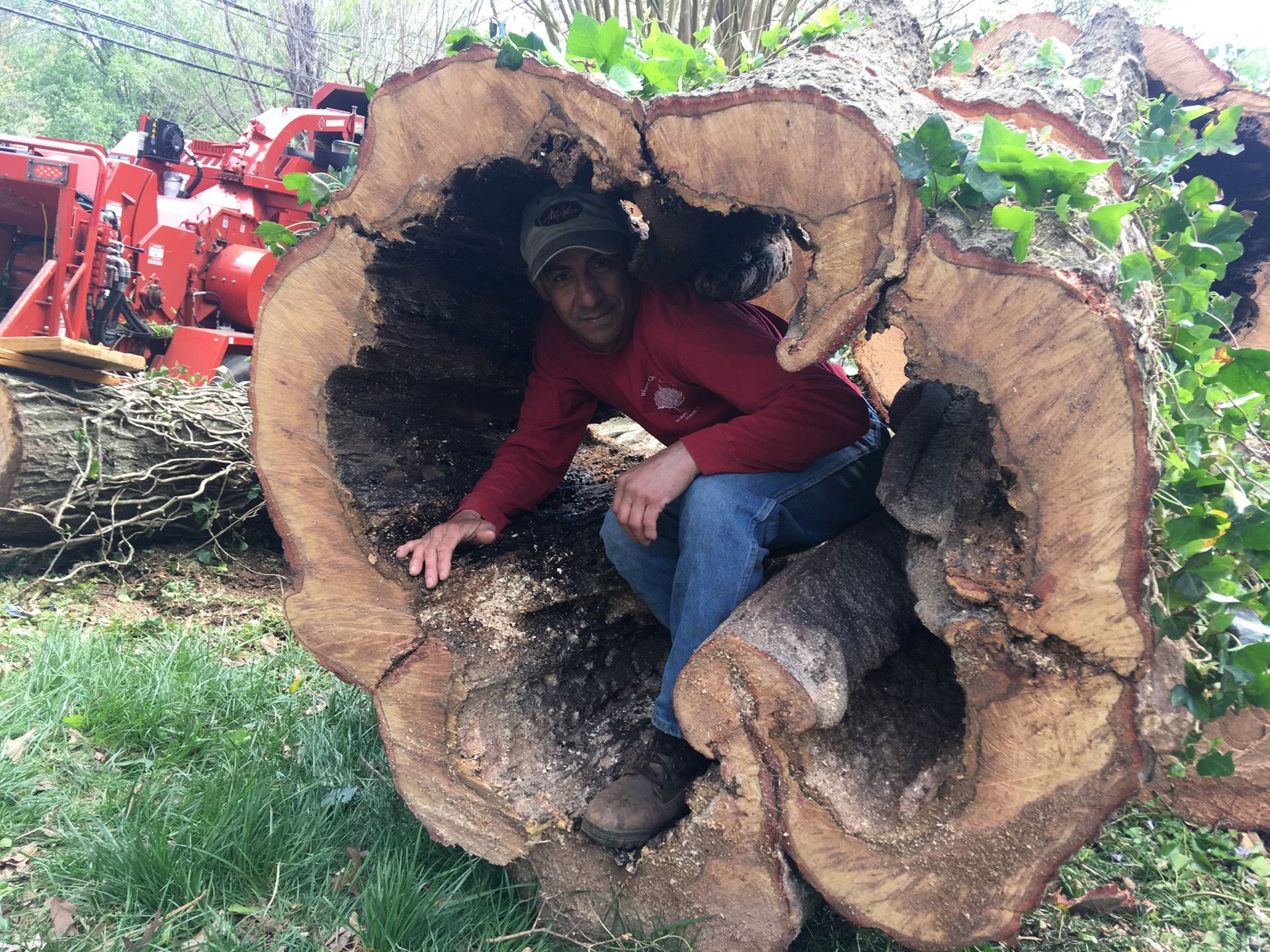 A man is sitting in a hole in a tree trunk.