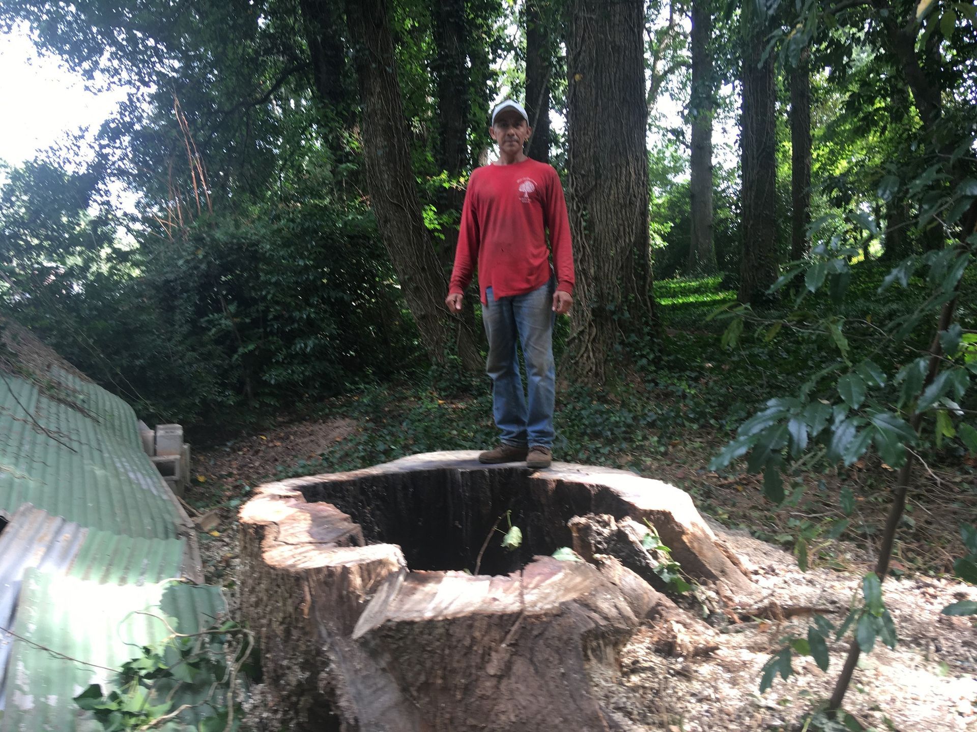A man in a red shirt is standing on a tree stump in the woods.