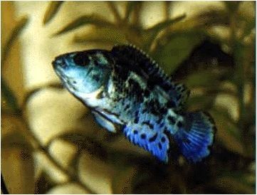 Blue dempsey
