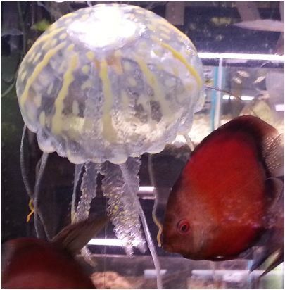Jellyfish
