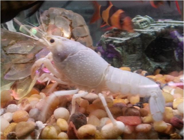 Ely's Tropical Fish