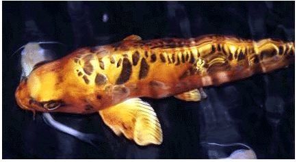 Tiger Koi