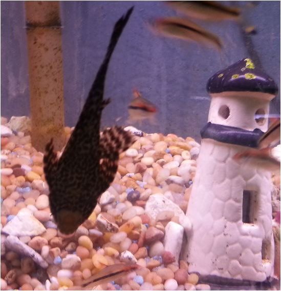 Plecostomus