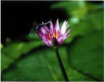 Pond Plant -