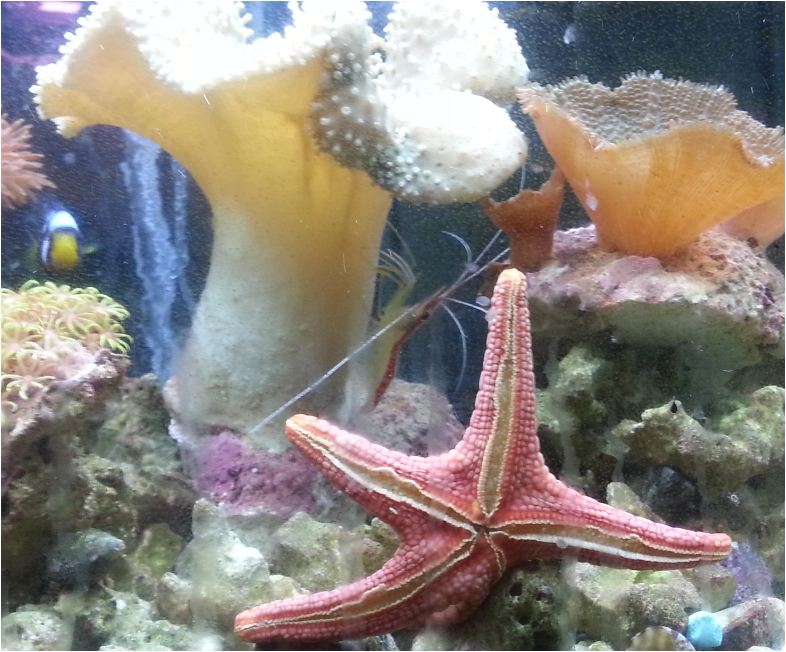 Starfish in Aquarium
