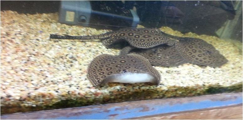 Stingrays