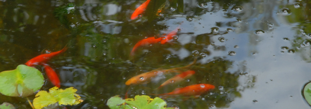 Pond and hot sale fish supplies