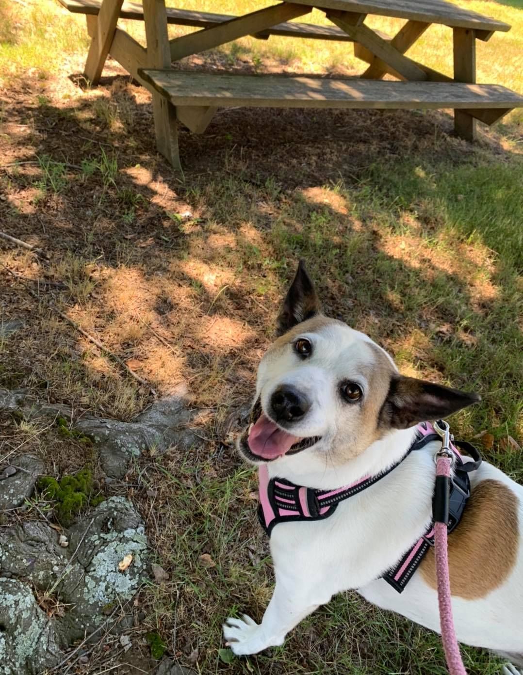 A small dog is standing in the grass next to a picnic table.
