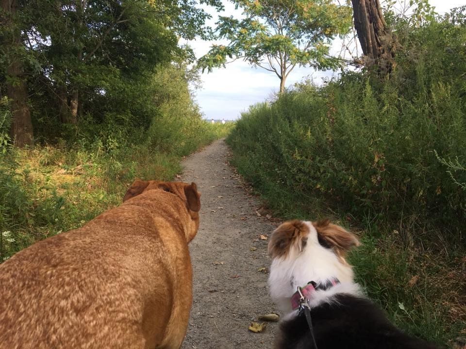 Two dogs are walking down a path in the woods.