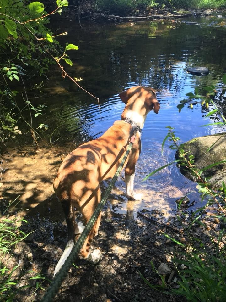 A dog on a leash standing next to a body of water