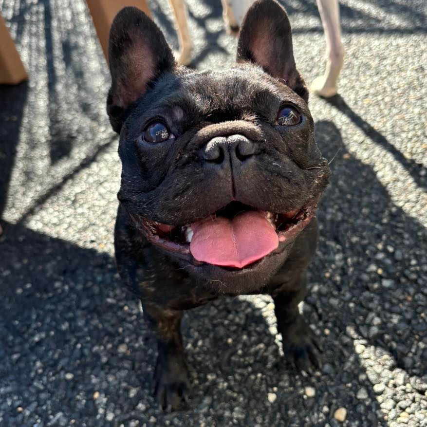A close up of a black french bulldog with its tongue hanging out.