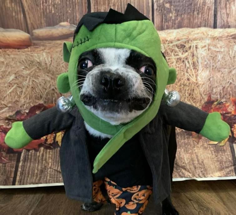 A small dog is dressed in a frankenstein costume