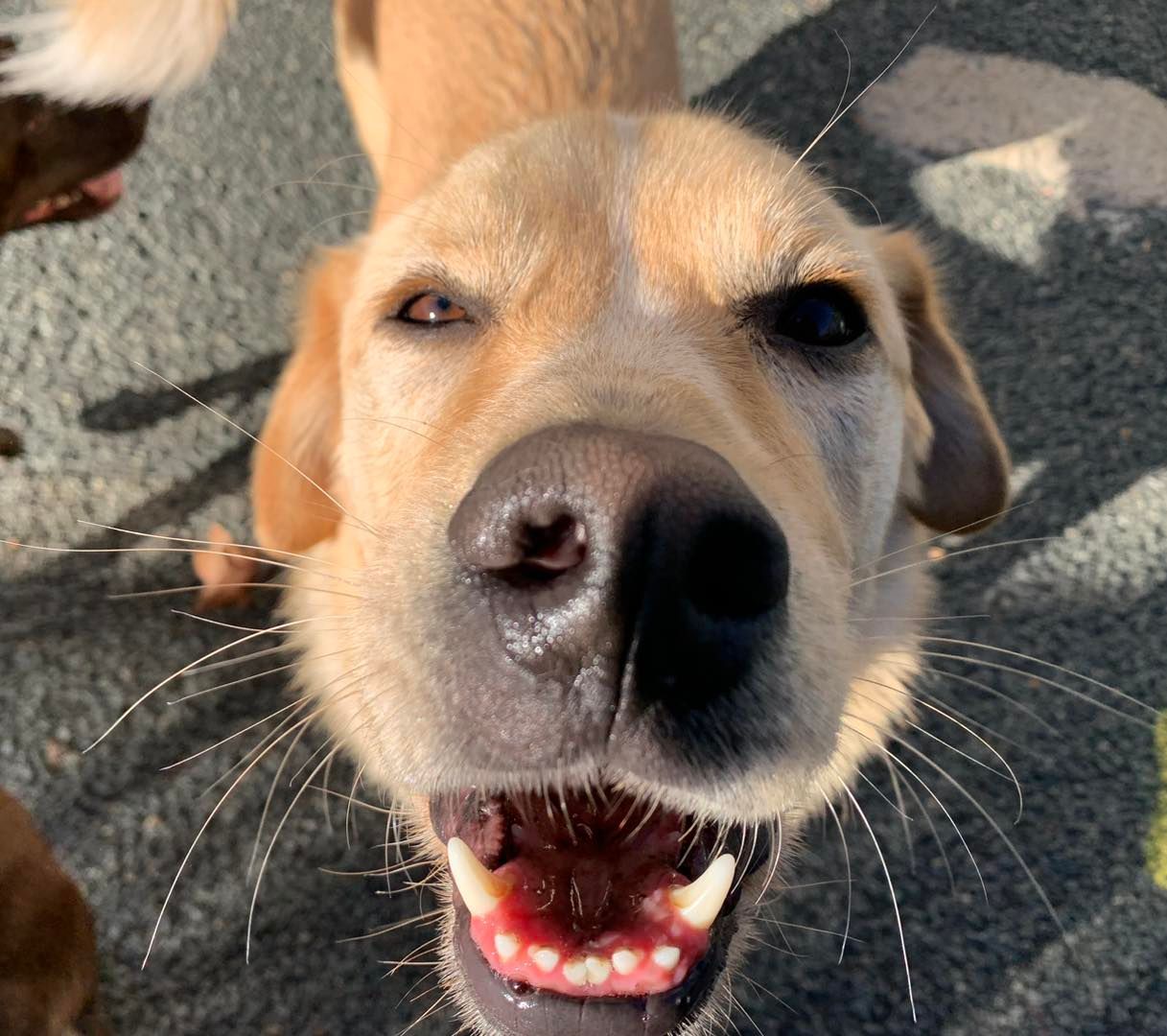 A close up of a dog with its mouth open