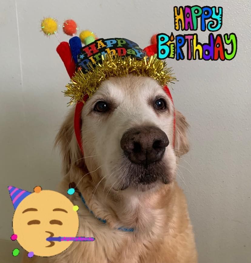 A dog wearing a hat that says happy birthday