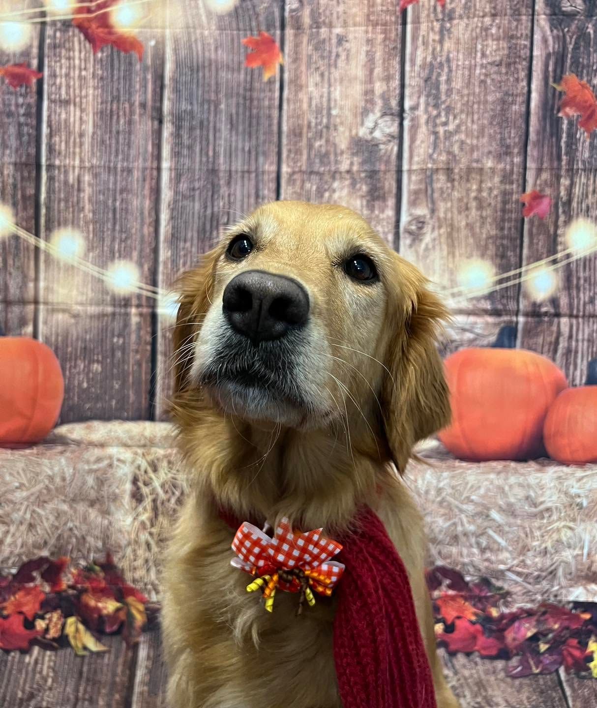 September Pupdate