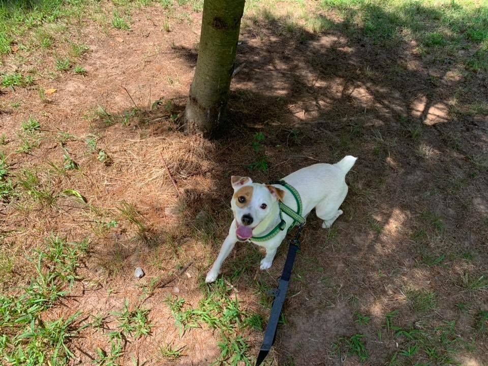 A small white dog is standing next to a tree on a leash.