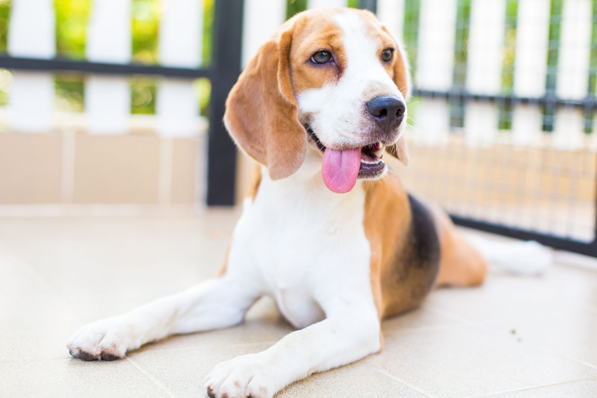Why More Pet Owners Are Choosing Dog Daycare Services