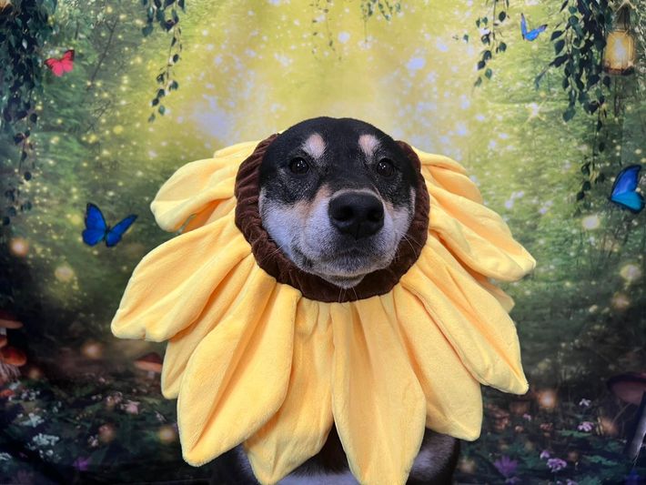 A dog is wearing a yellow sunflower costume.