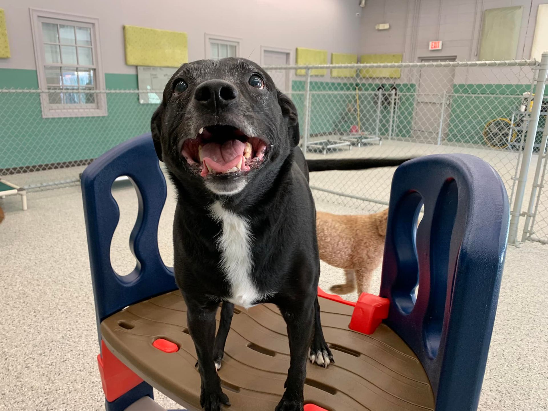 A black and white dog is standing on a seesaw in a kennel.