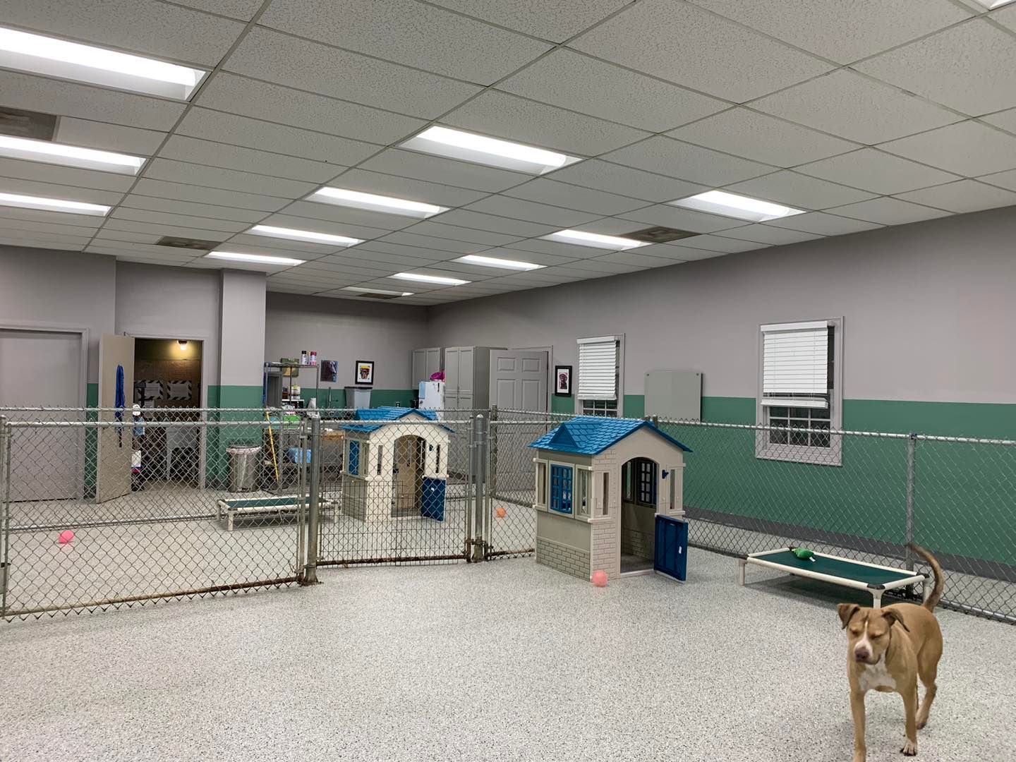 A dog is standing in a large room with a chain link fence.