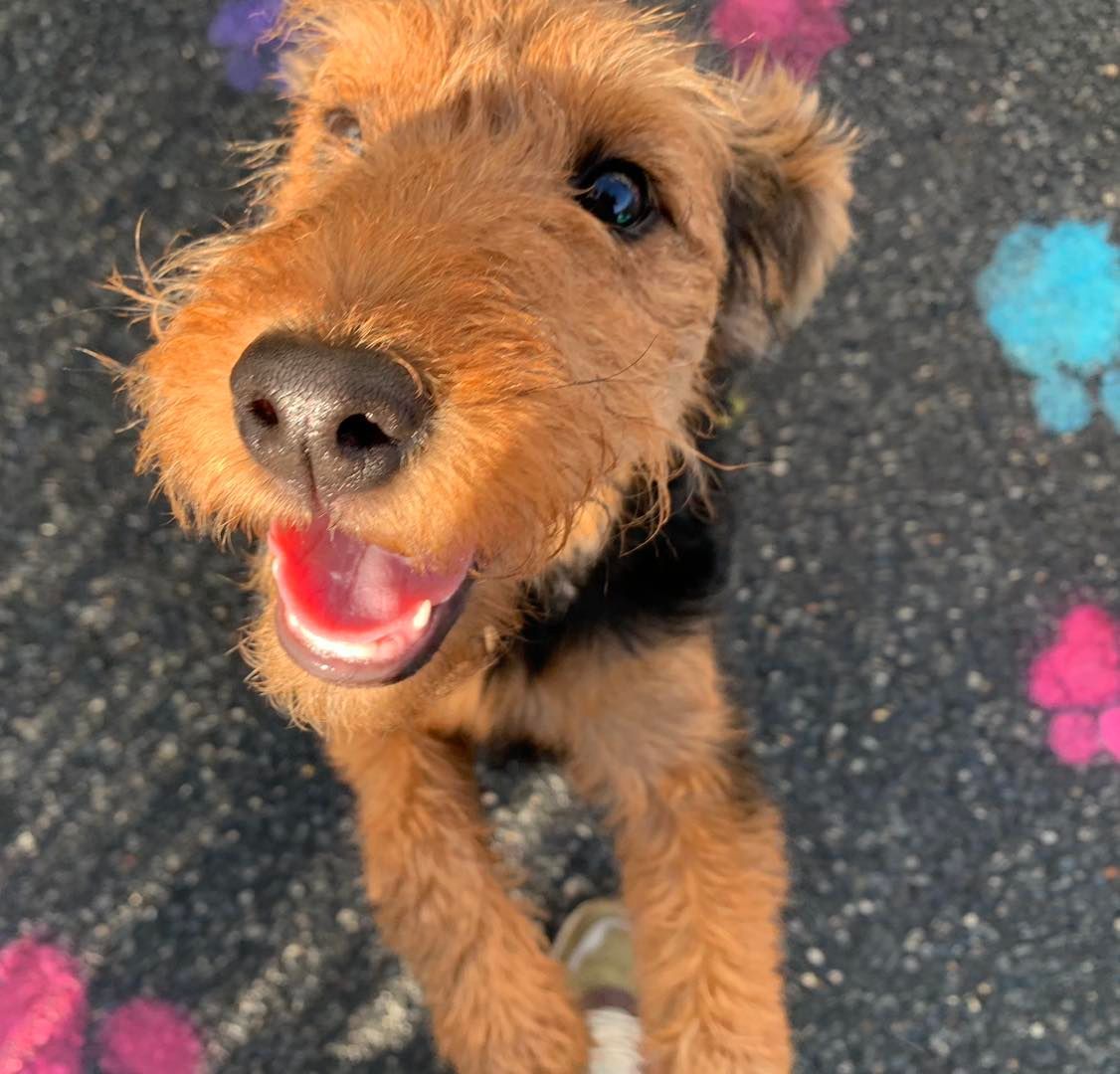 A brown and black dog is looking up at the camera with its mouth open.
