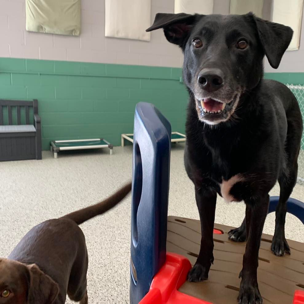 A black dog is standing next to a brown dog