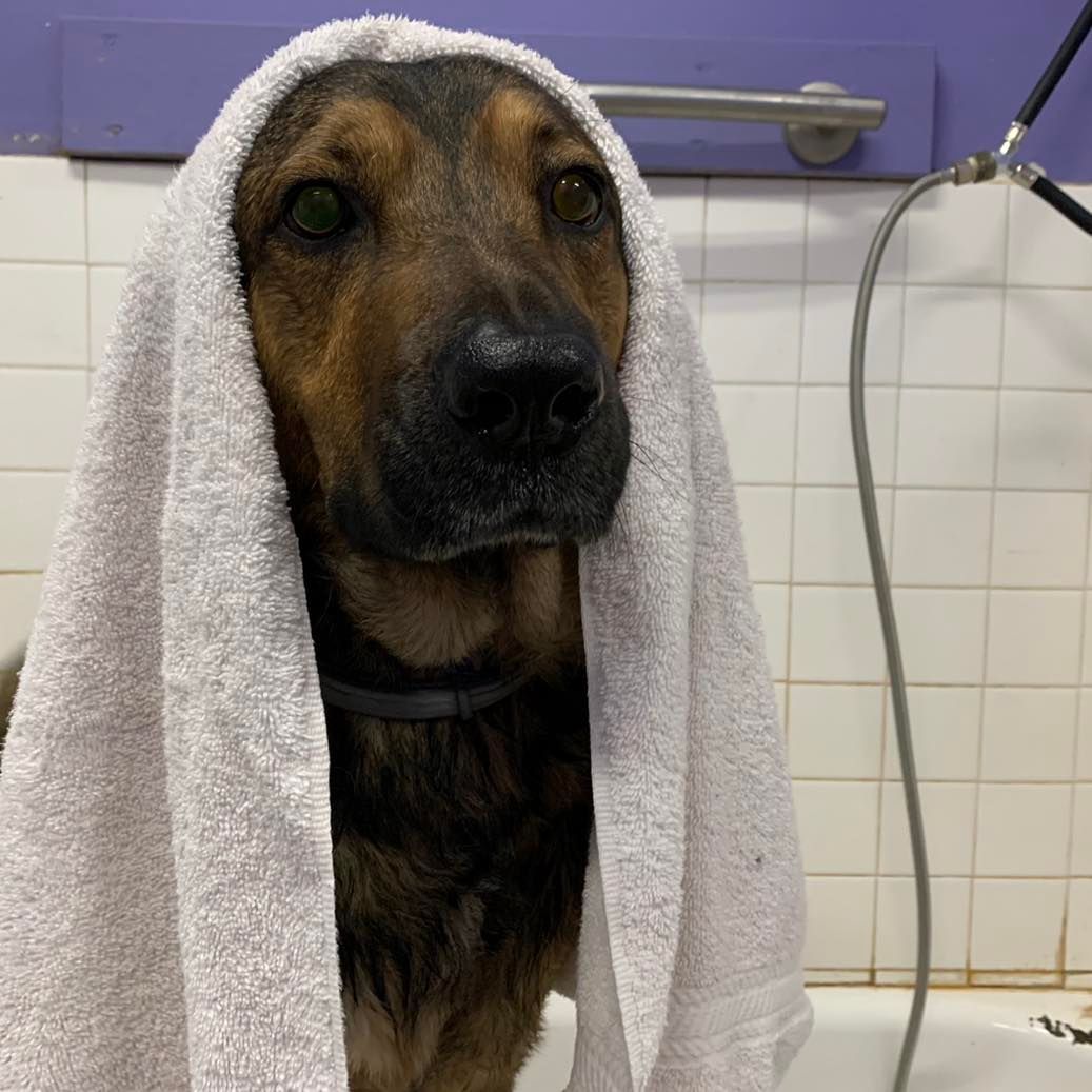 A dog is sitting in a bathtub with a towel wrapped around its head.