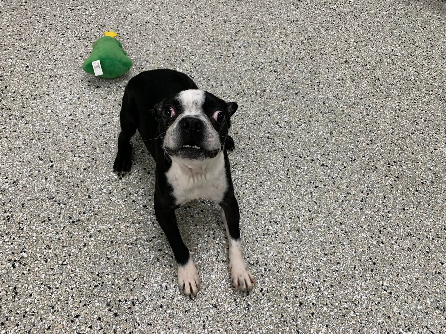 A black and white dog is laying on the floor next to a green toy.