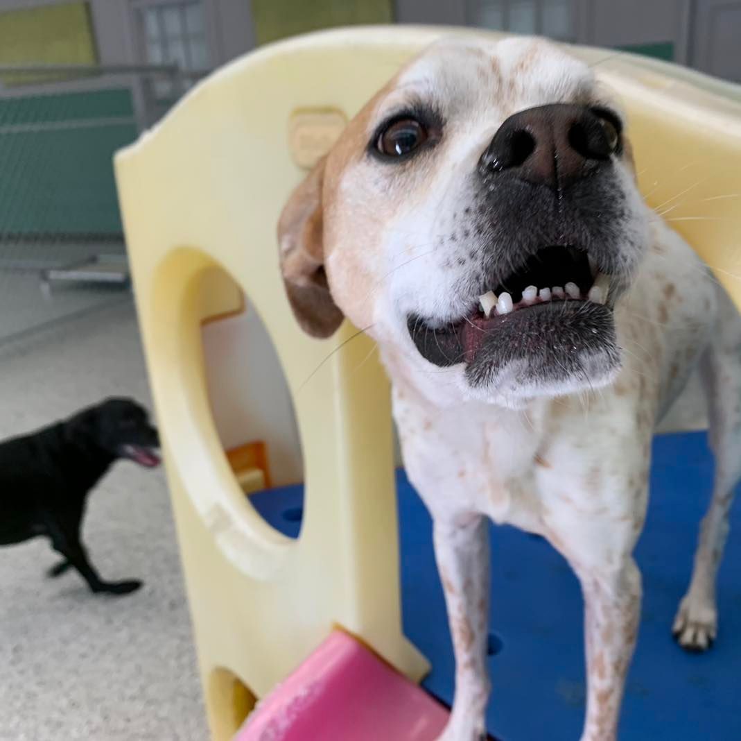 A brown and white dog is sitting in a yellow chair with its mouth open