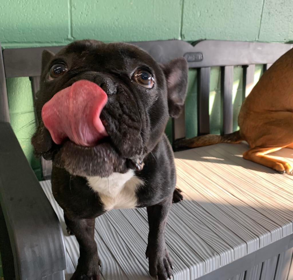 A french bulldog sticking its tongue out while sitting on a bench