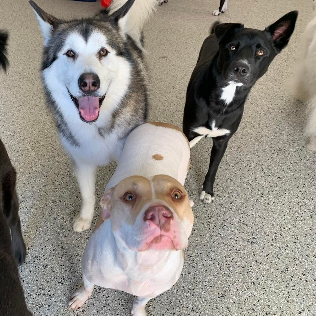 A group of dogs are standing next to each other on a concrete floor.