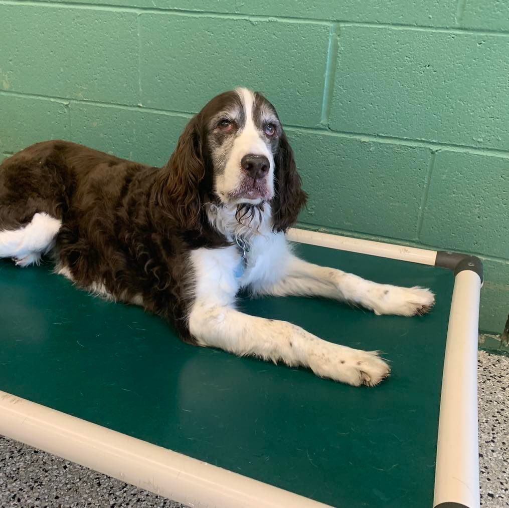 A brown and white dog is laying on a green mat