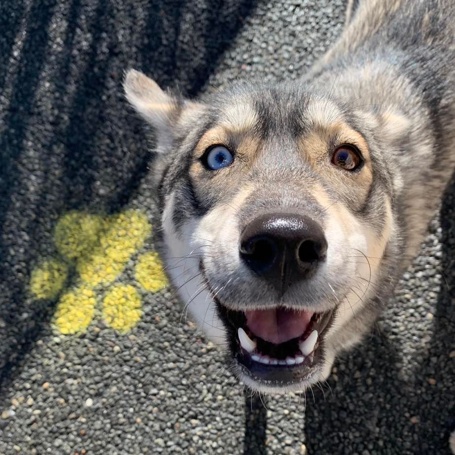 A husky dog with blue eyes is smiling and looking up at the camera.