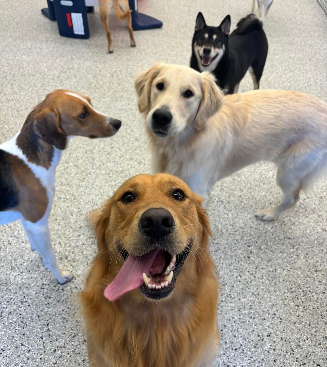 A group of dogs are looking at the camera and one of them has a pink tongue sticking out
