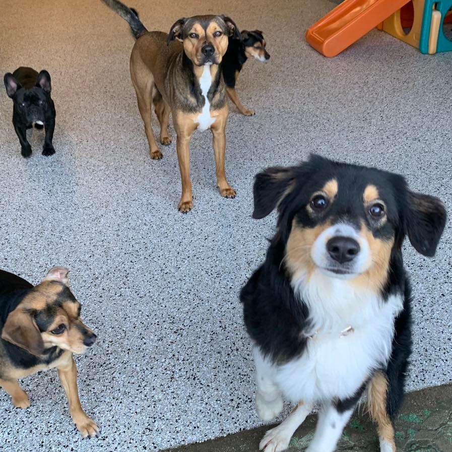 A group of dogs are standing next to each other