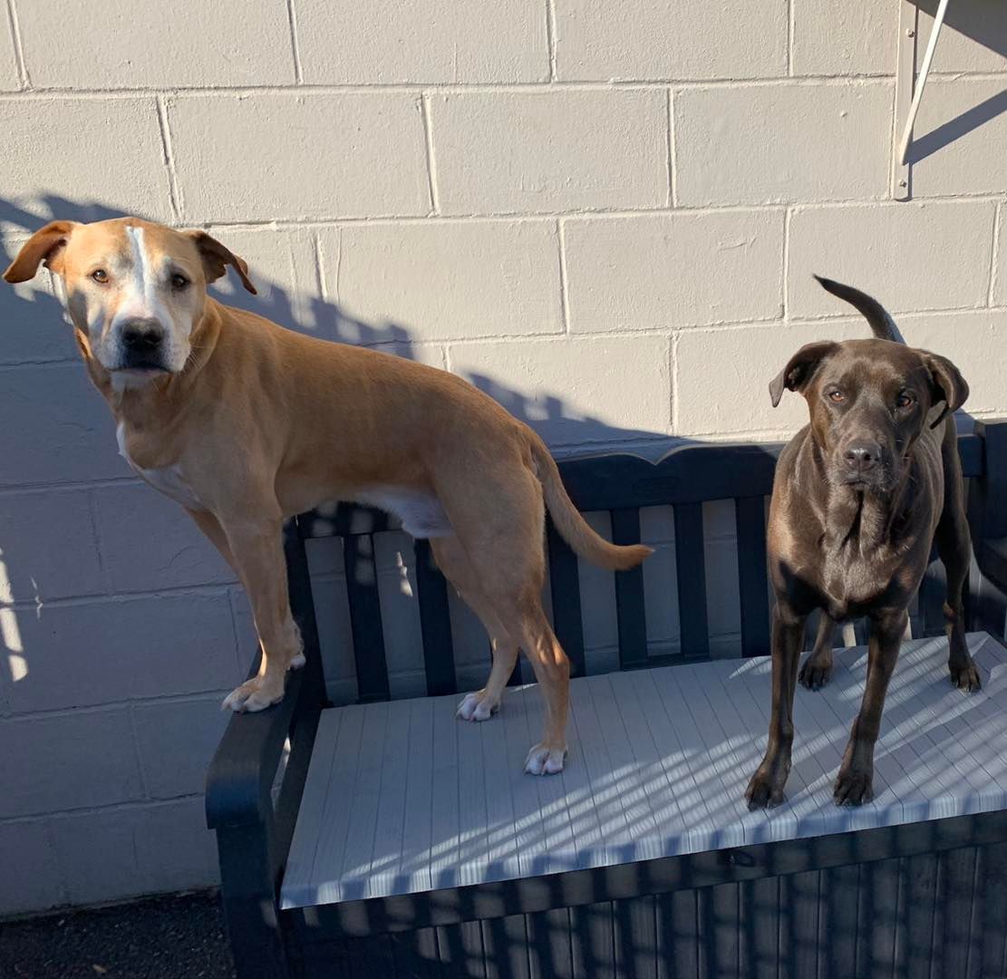 Two dogs standing next to each other on a bench