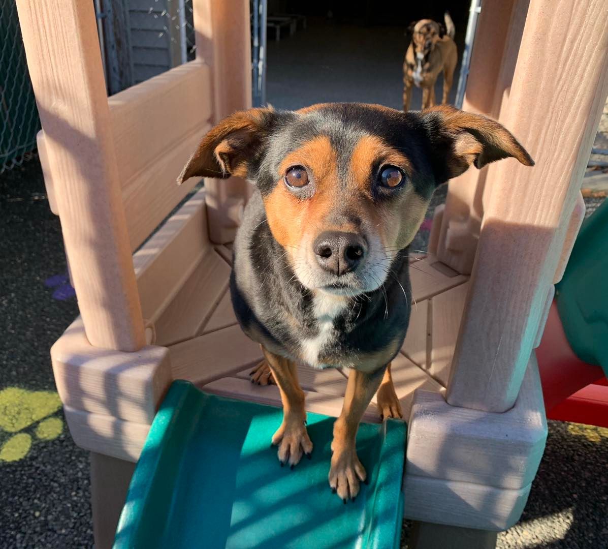 A brown and black dog standing on top of a slide